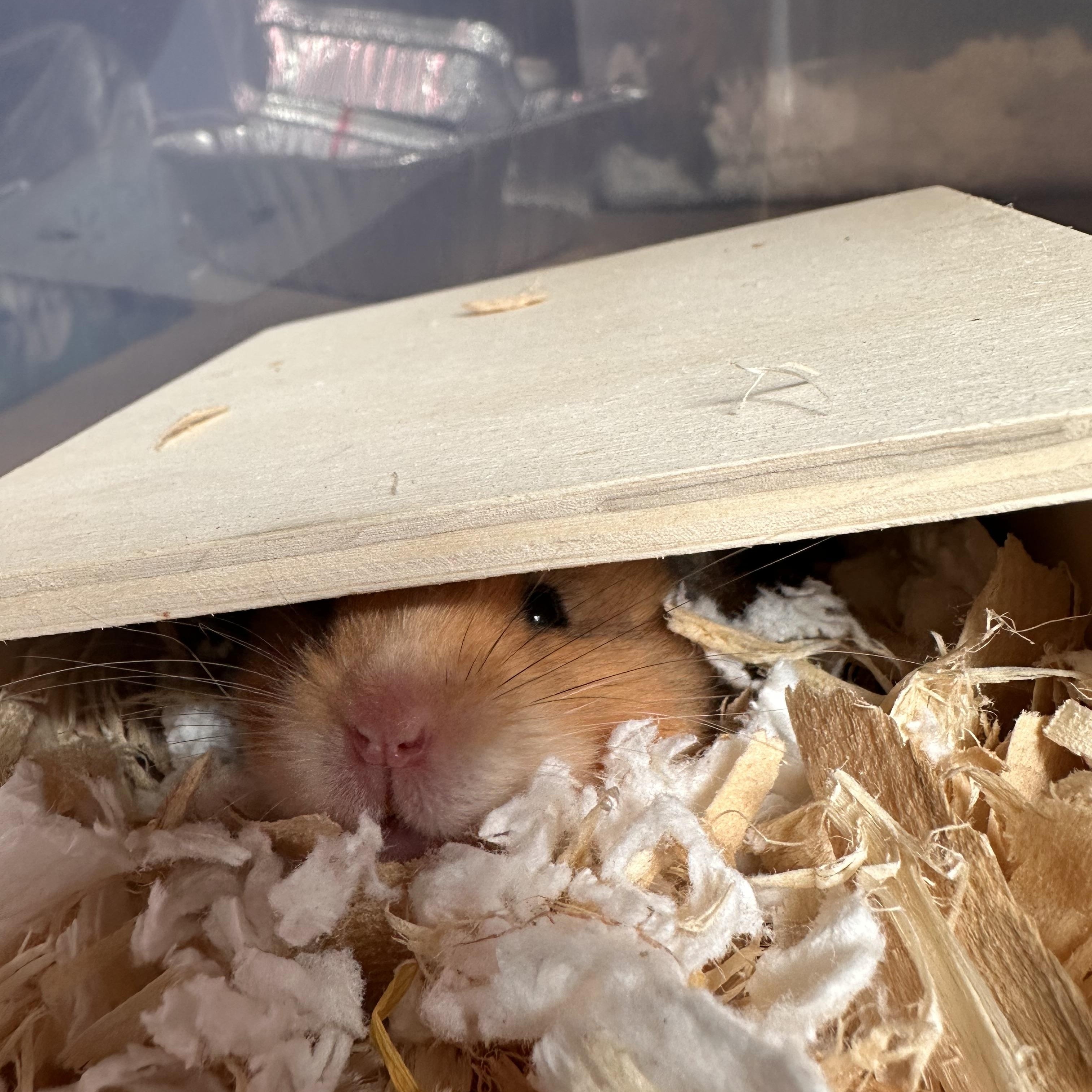 Enlarge Ruby, a Adopted Hamster in Johnstown, PA image 4/6