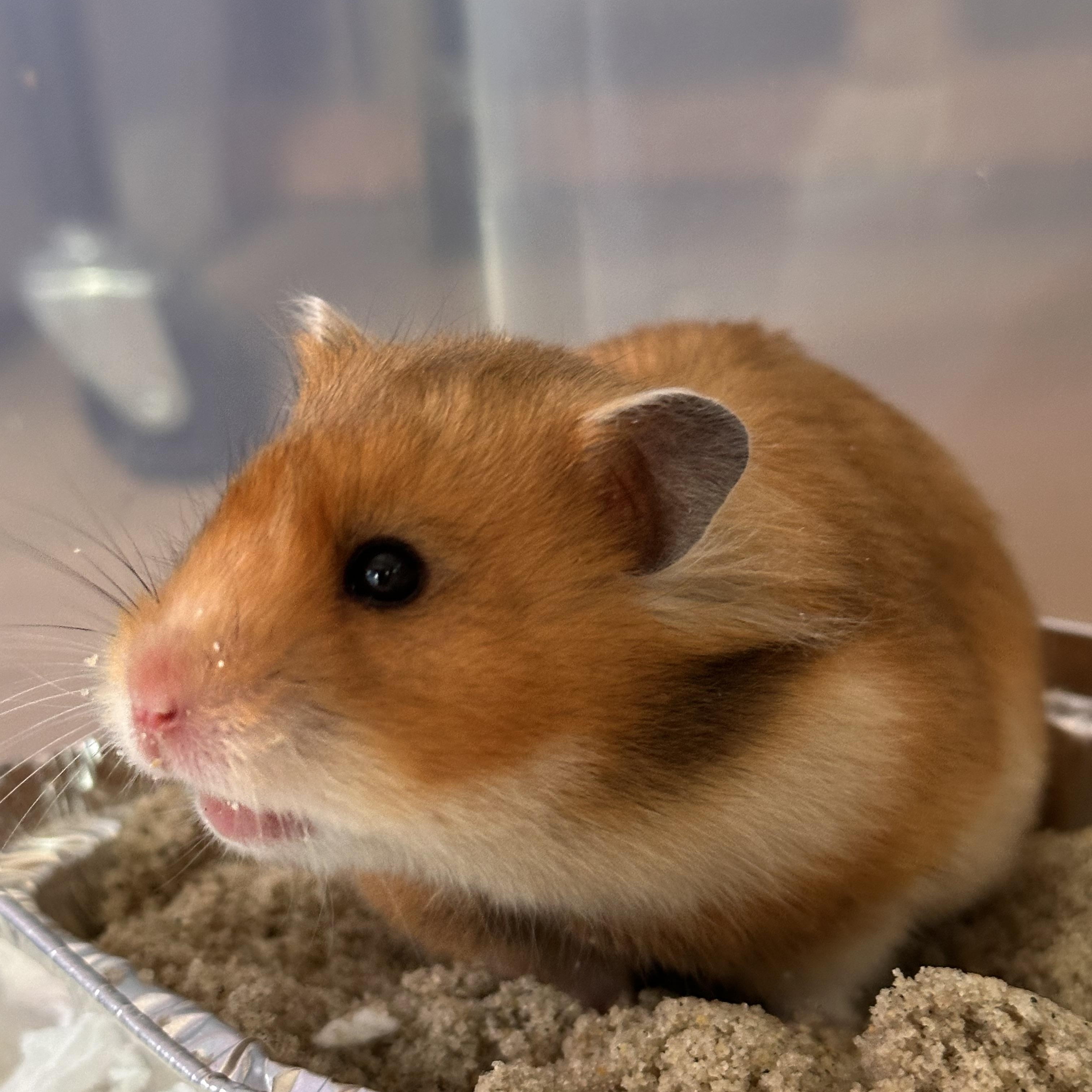 Enlarge Ruby, a Adopted Hamster in Johnstown, PA image 5/6