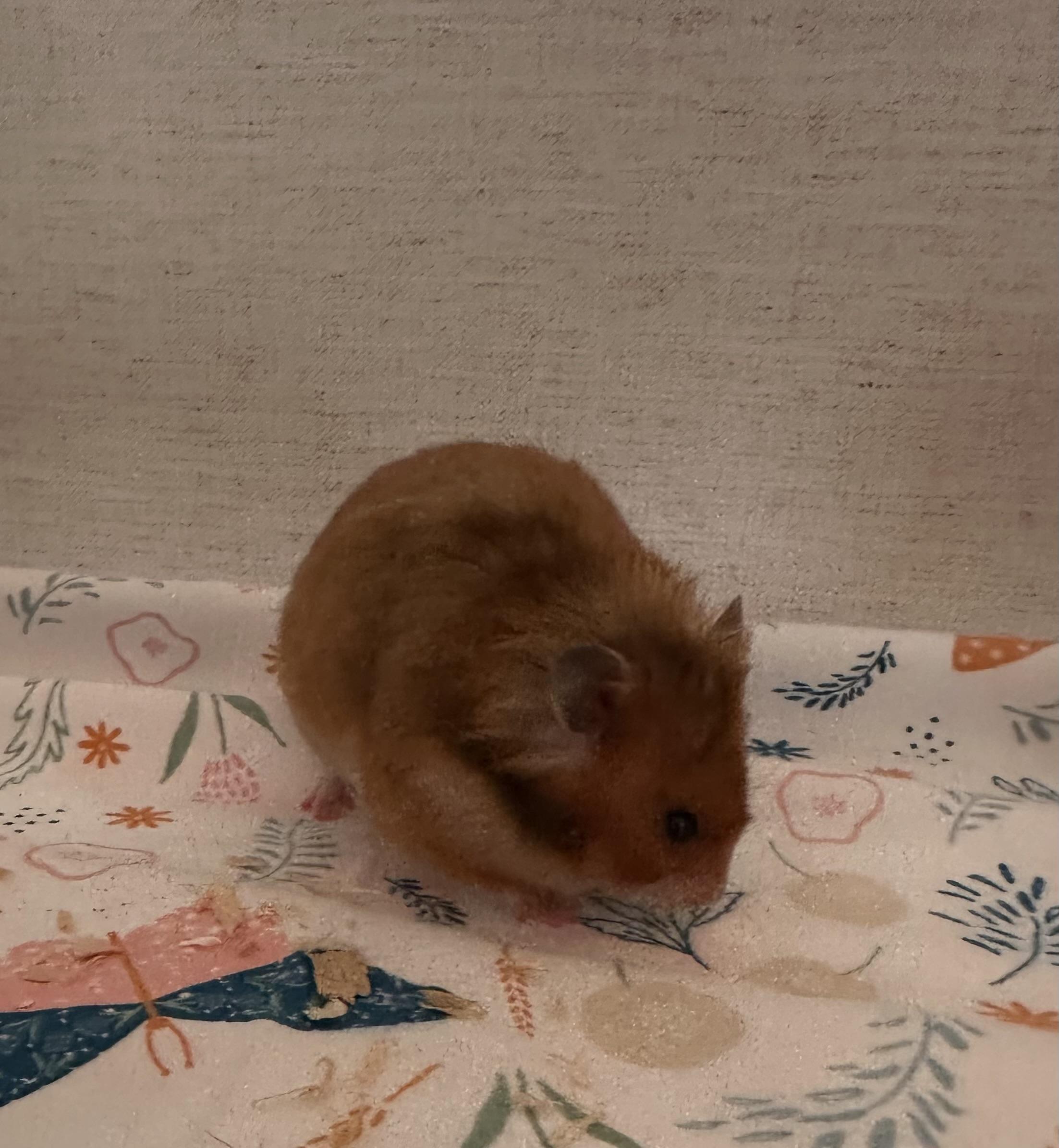 Enlarge Ruby, a Adopted Hamster in Johnstown, PA image 6/6