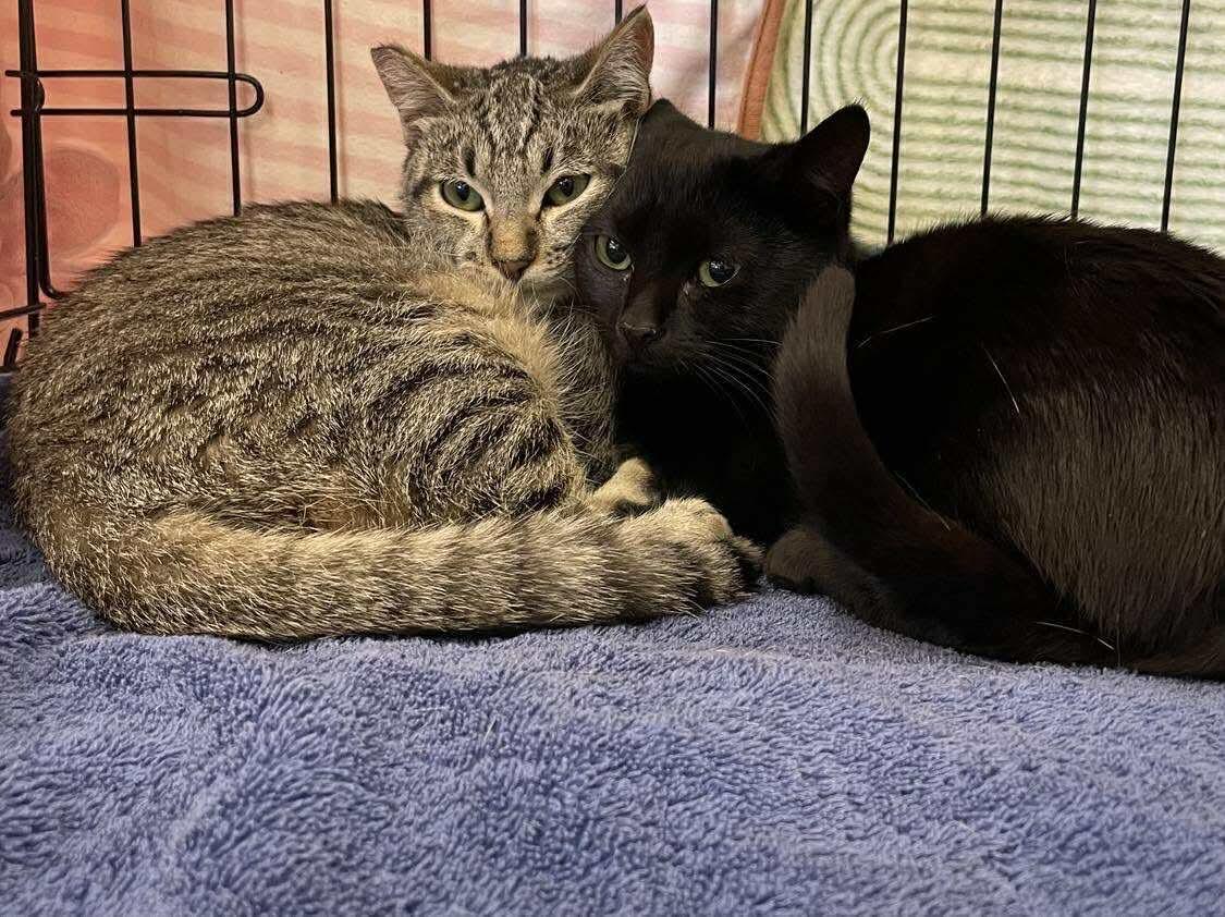 Jumble, an adoptable Domestic Short Hair in Eureka, CA, 95503 | Photo Image 3