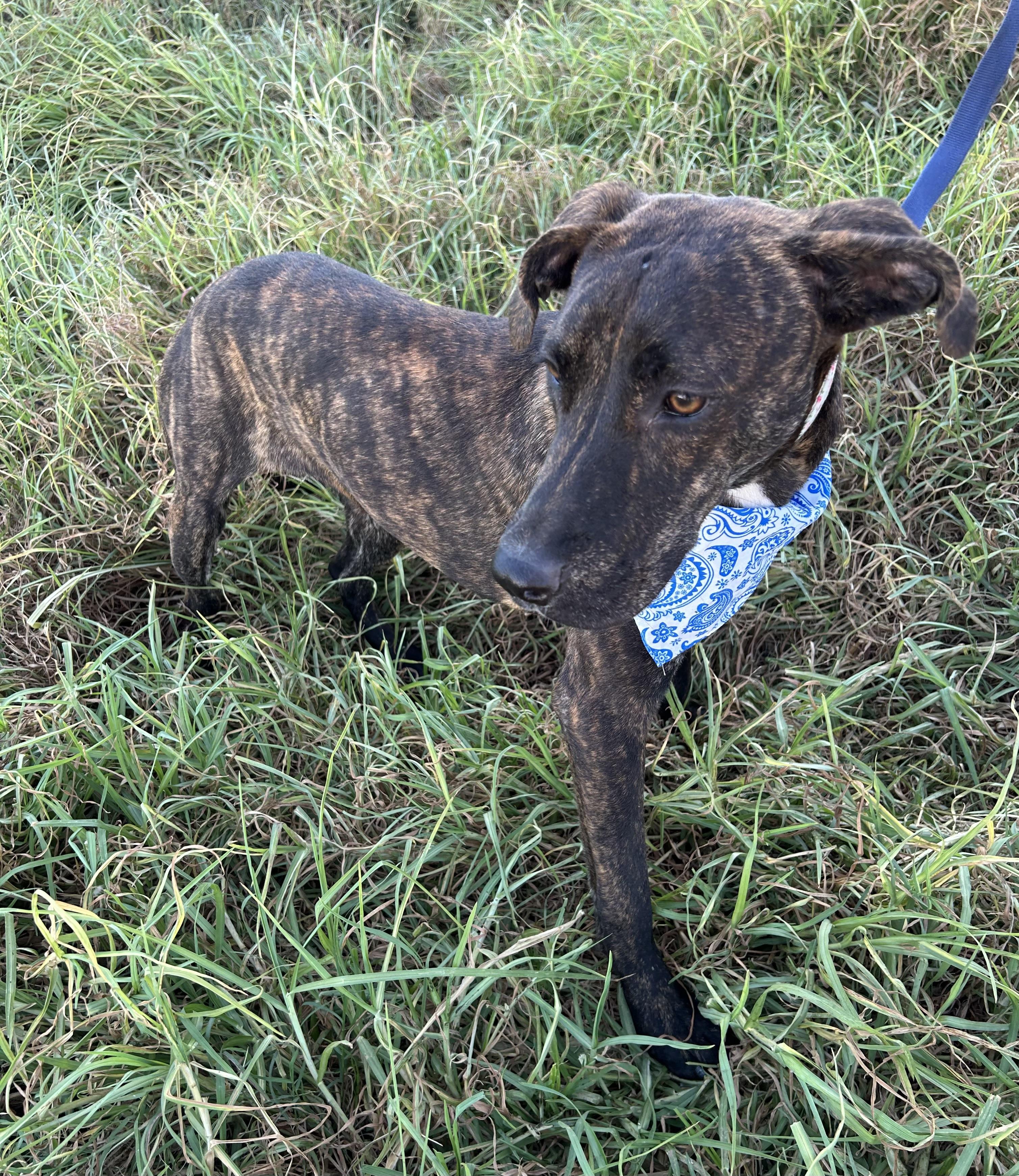 Enlarge OMAR, a Adoptable mixed breed in Bell Gardens, CA image 6/6