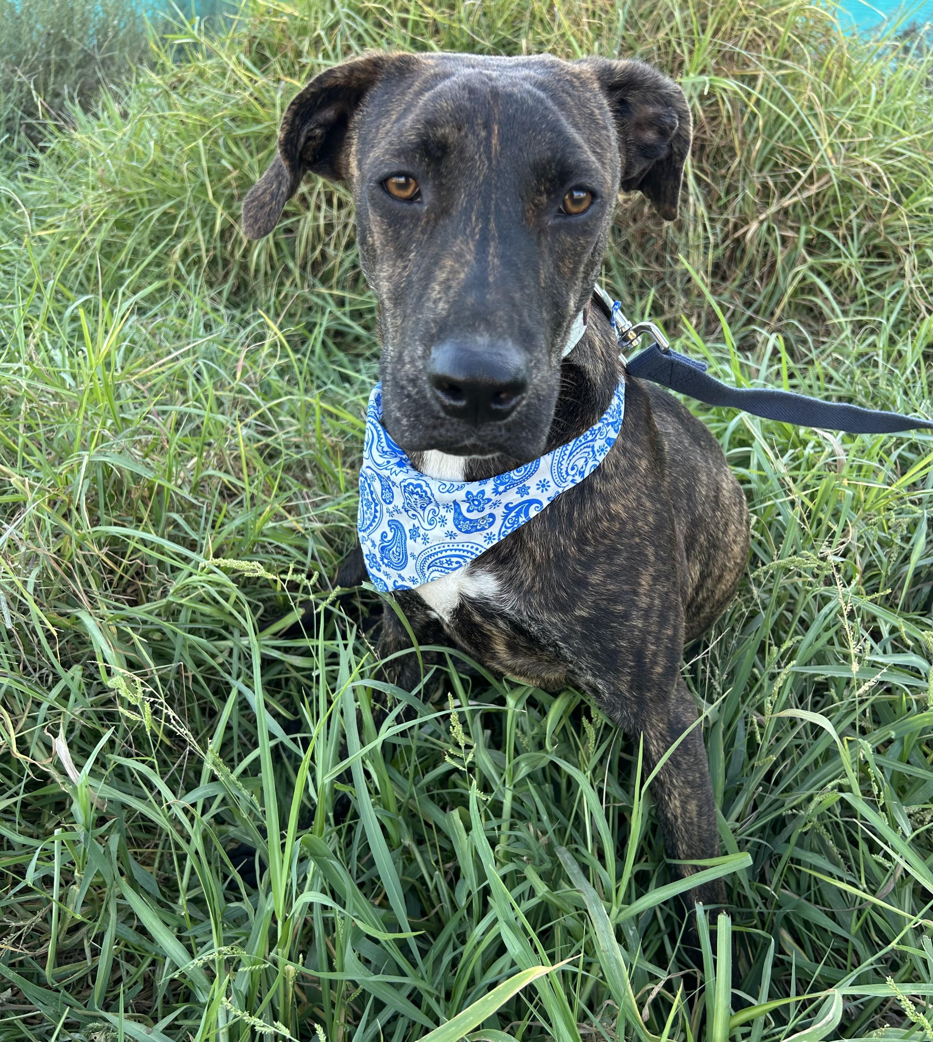 Enlarge OMAR, a Adoptable mixed breed in Bell Gardens, CA image 5/6