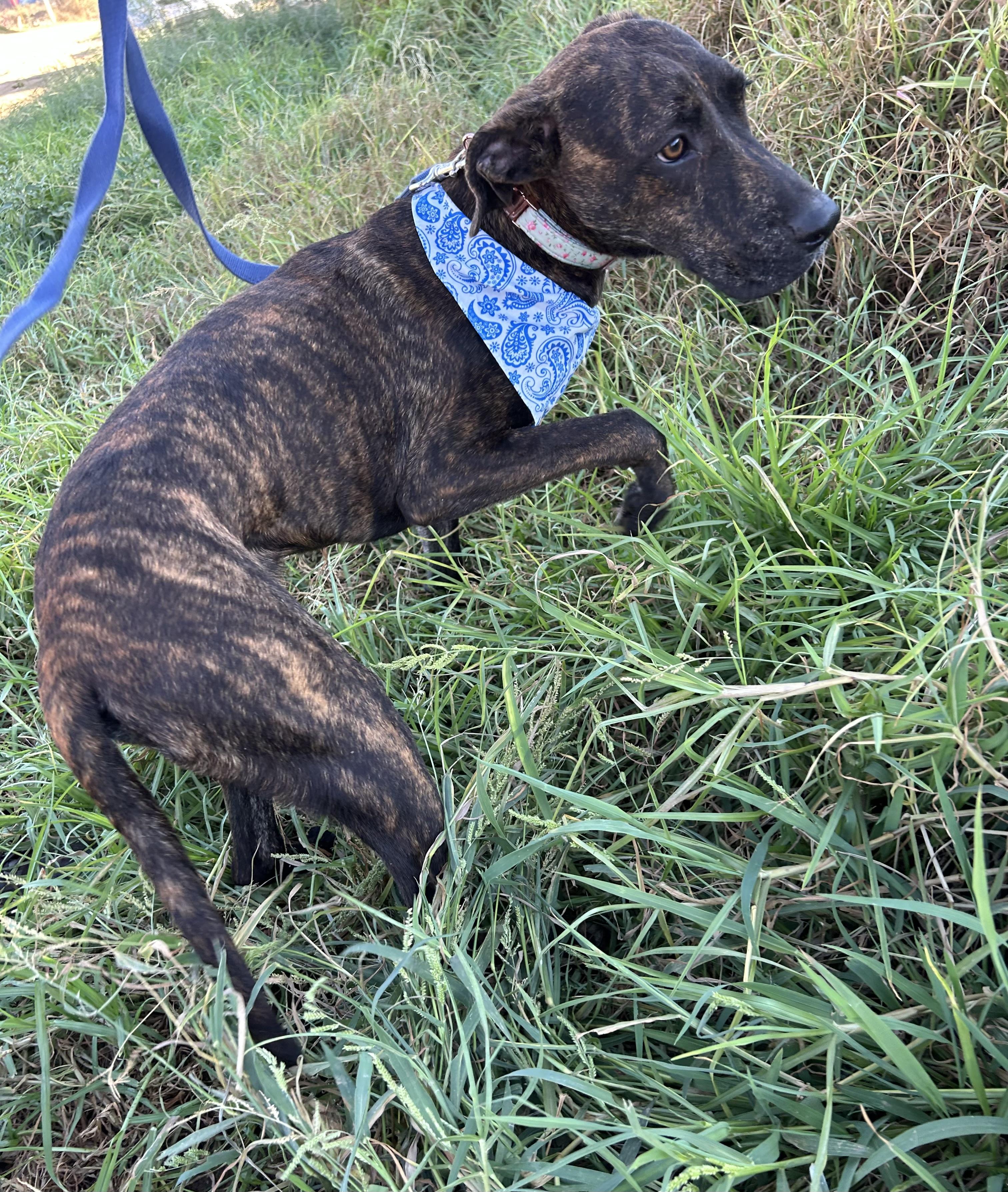 Enlarge OMAR, a Adoptable mixed breed in Bell Gardens, CA image 2/6