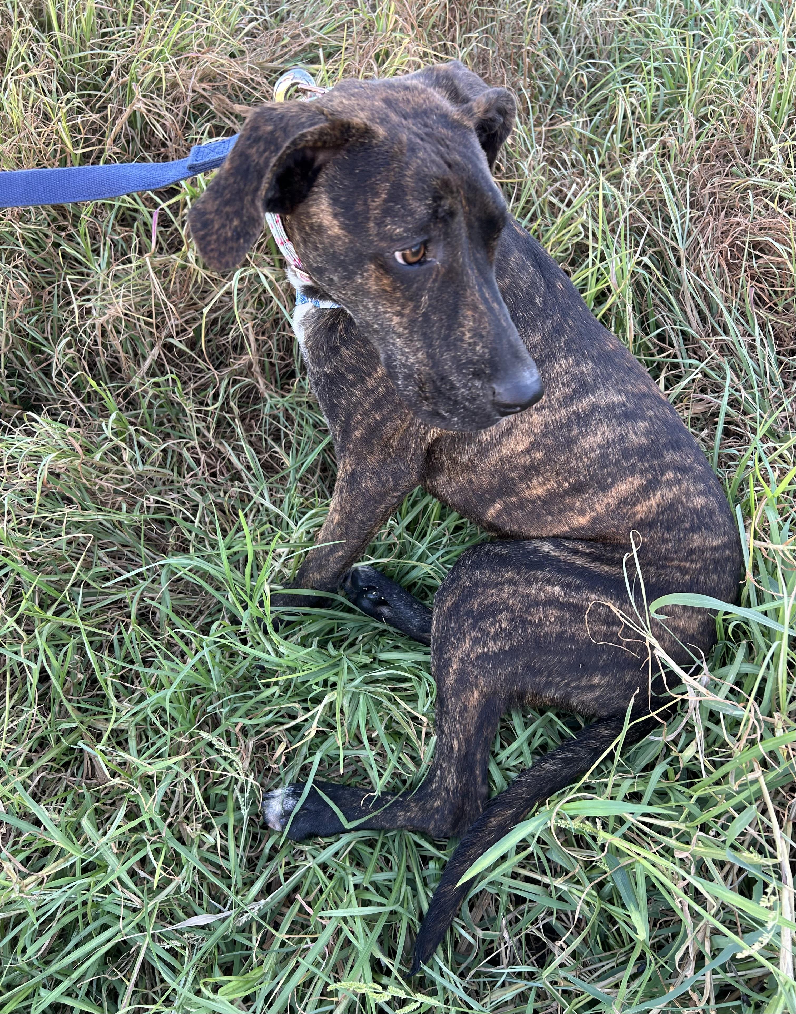 Enlarge OMAR, a Adoptable mixed breed in Bell Gardens, CA image 1/6