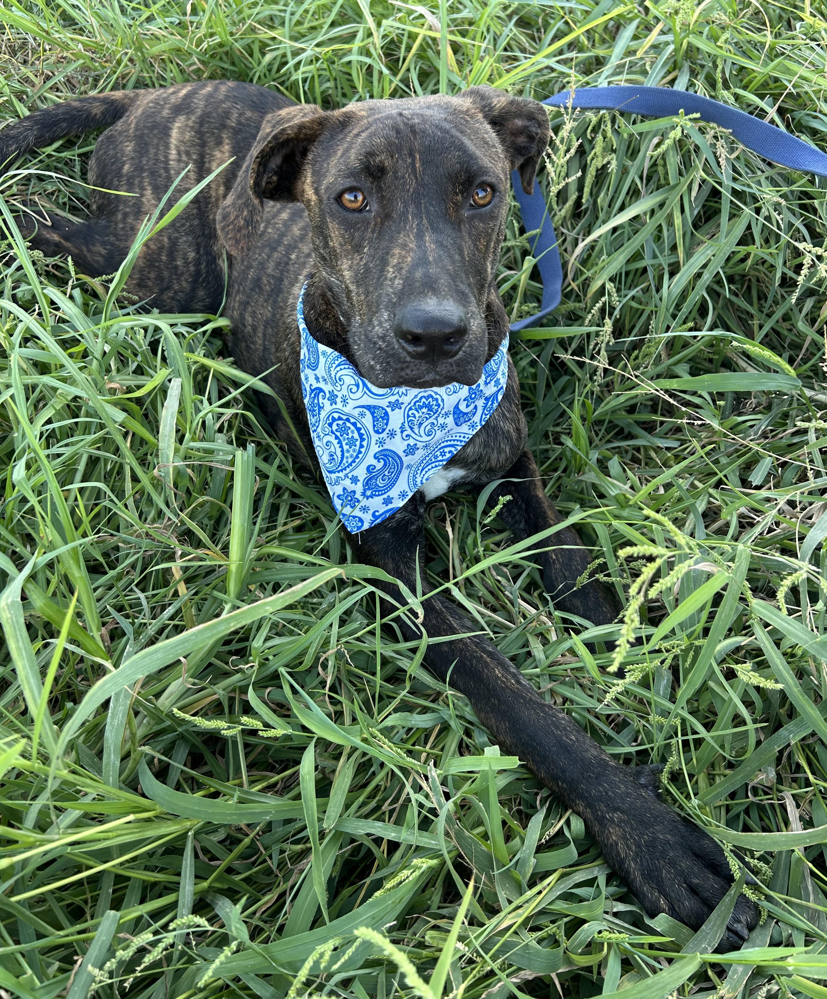 Enlarge OMAR, a Adoptable mixed breed in Bell Gardens, CA image 4/6