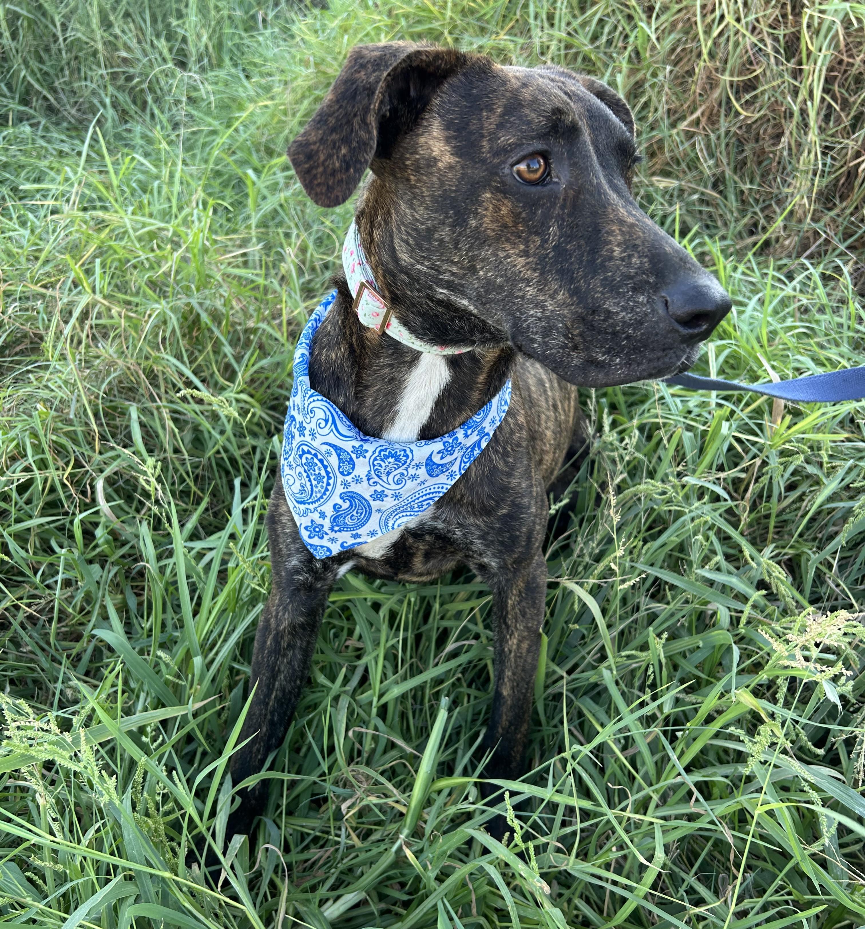Enlarge OMAR, a Adoptable mixed breed in Bell Gardens, CA image 3/6
