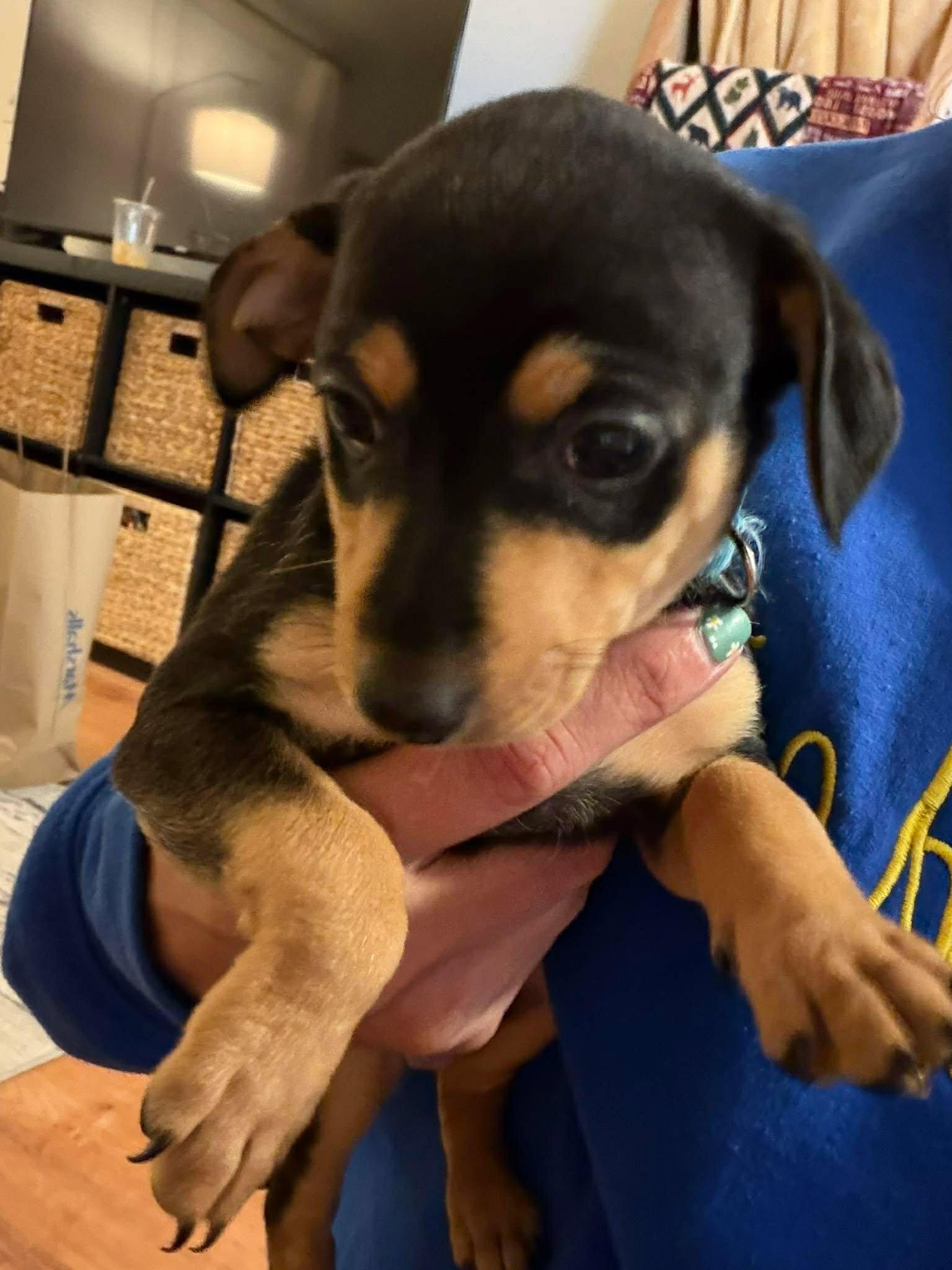 Enlarge Romeo , a Adoptable Chihuahua in Roseburg, OR image 4/5