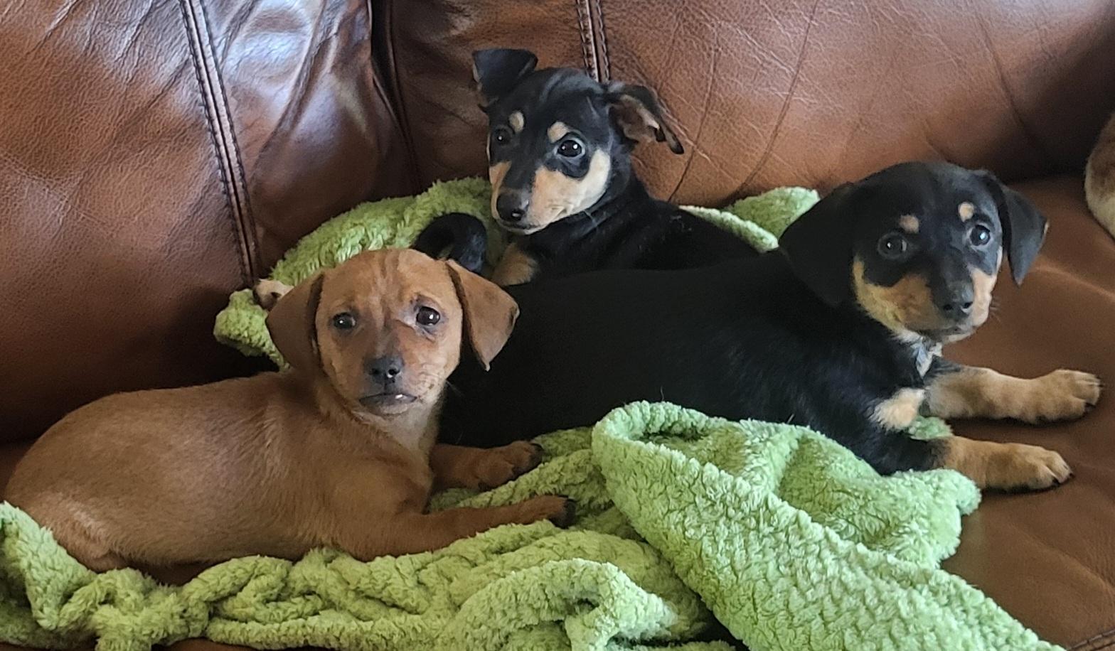 Romeo , a Adoptable mixed breed in Roseburg, OR image 5/6