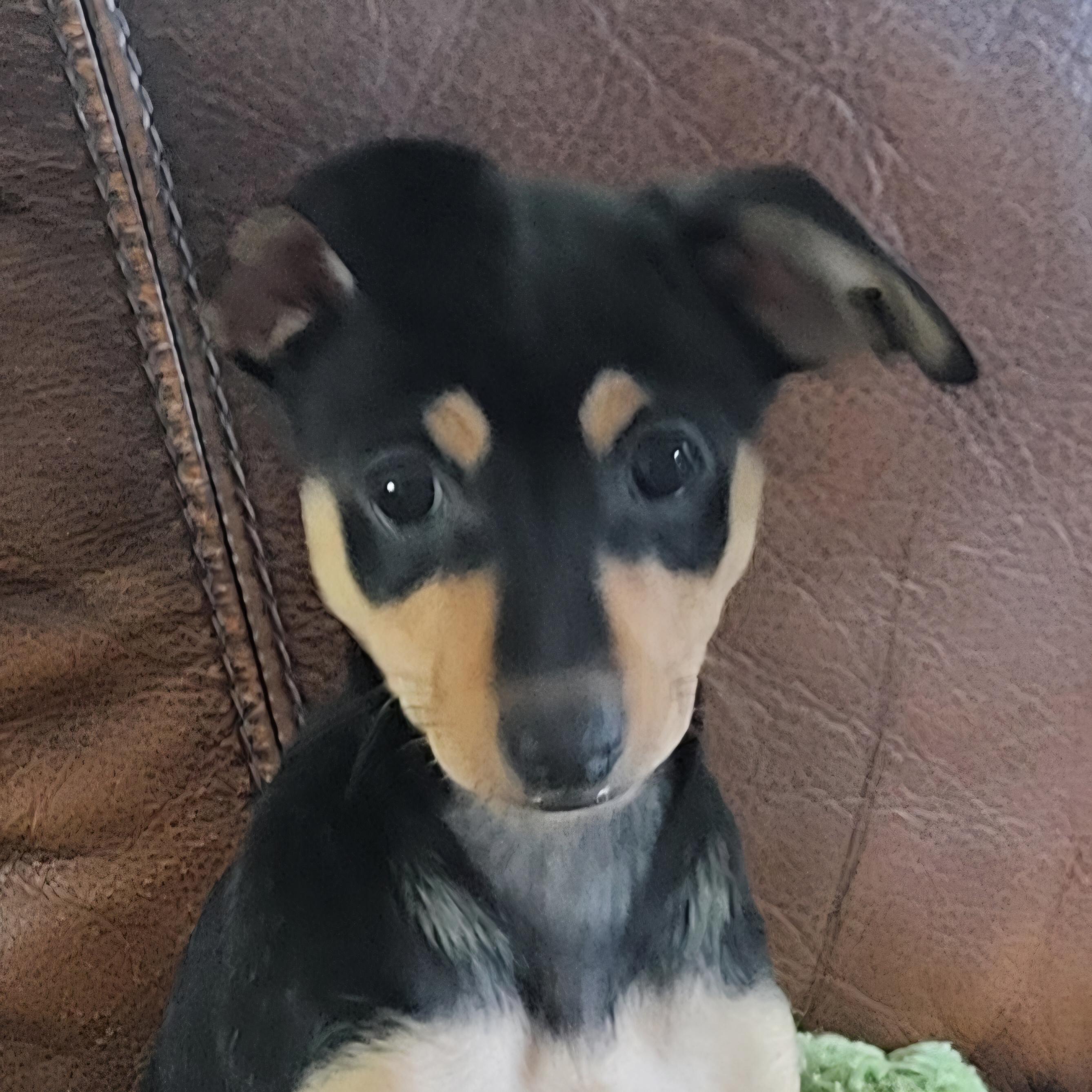 Romeo , a Adoptable mixed breed in Roseburg, OR image 2/6