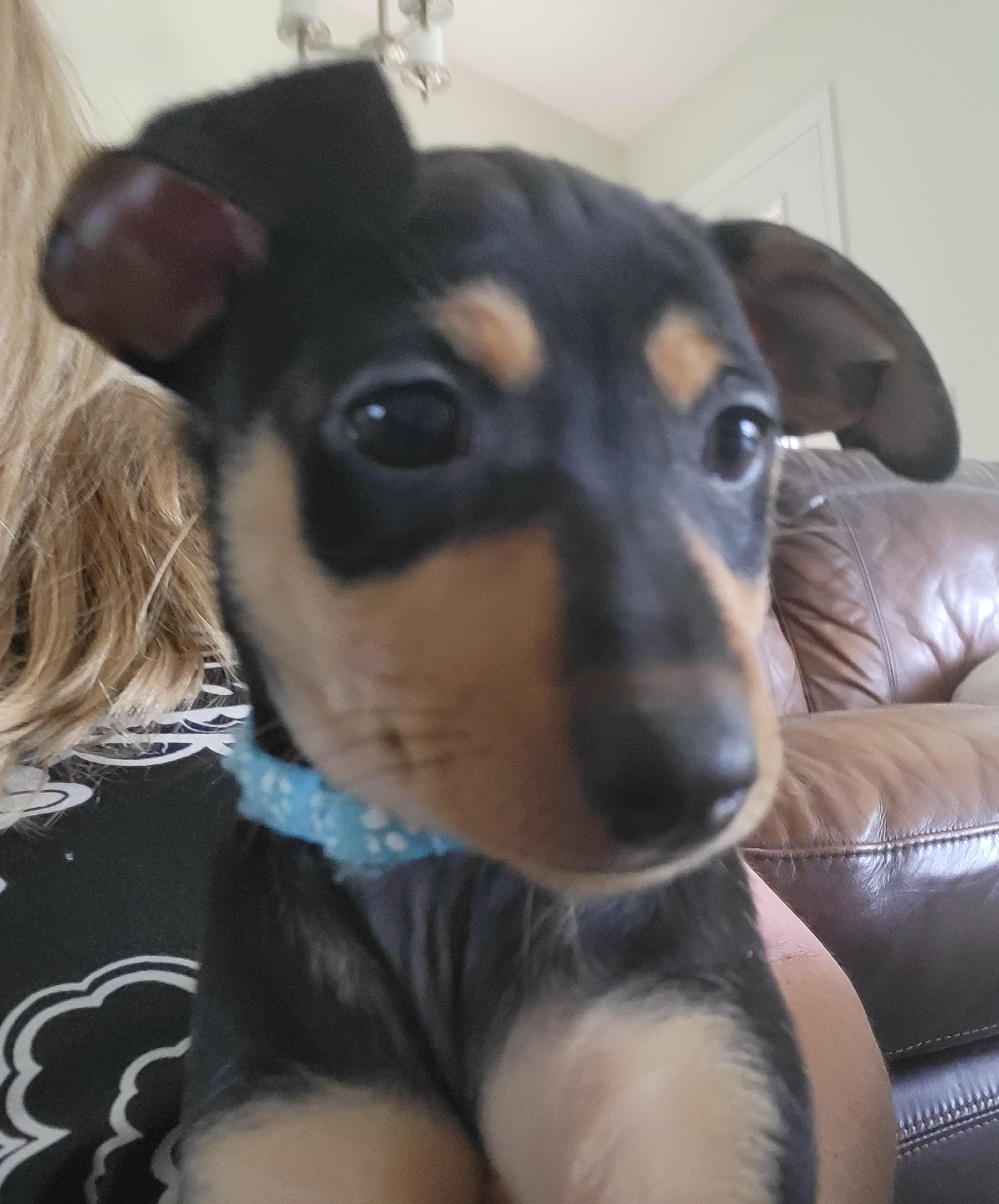 Romeo , Adoptable, Puppy Male Chihuahua.