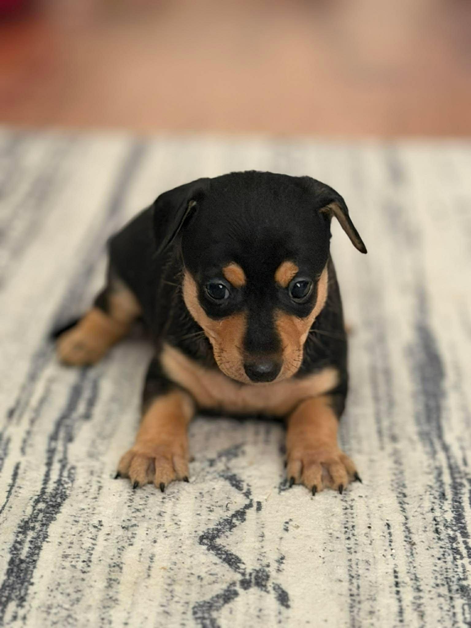 Enlarge Romeo , a Adoptable Chihuahua in Roseburg, OR image 2/5