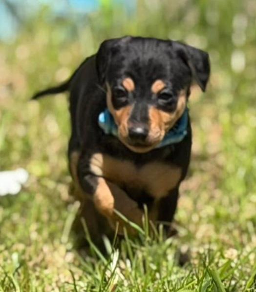 Enlarge Romeo , a Adoptable Chihuahua in Roseburg, OR image 3/5