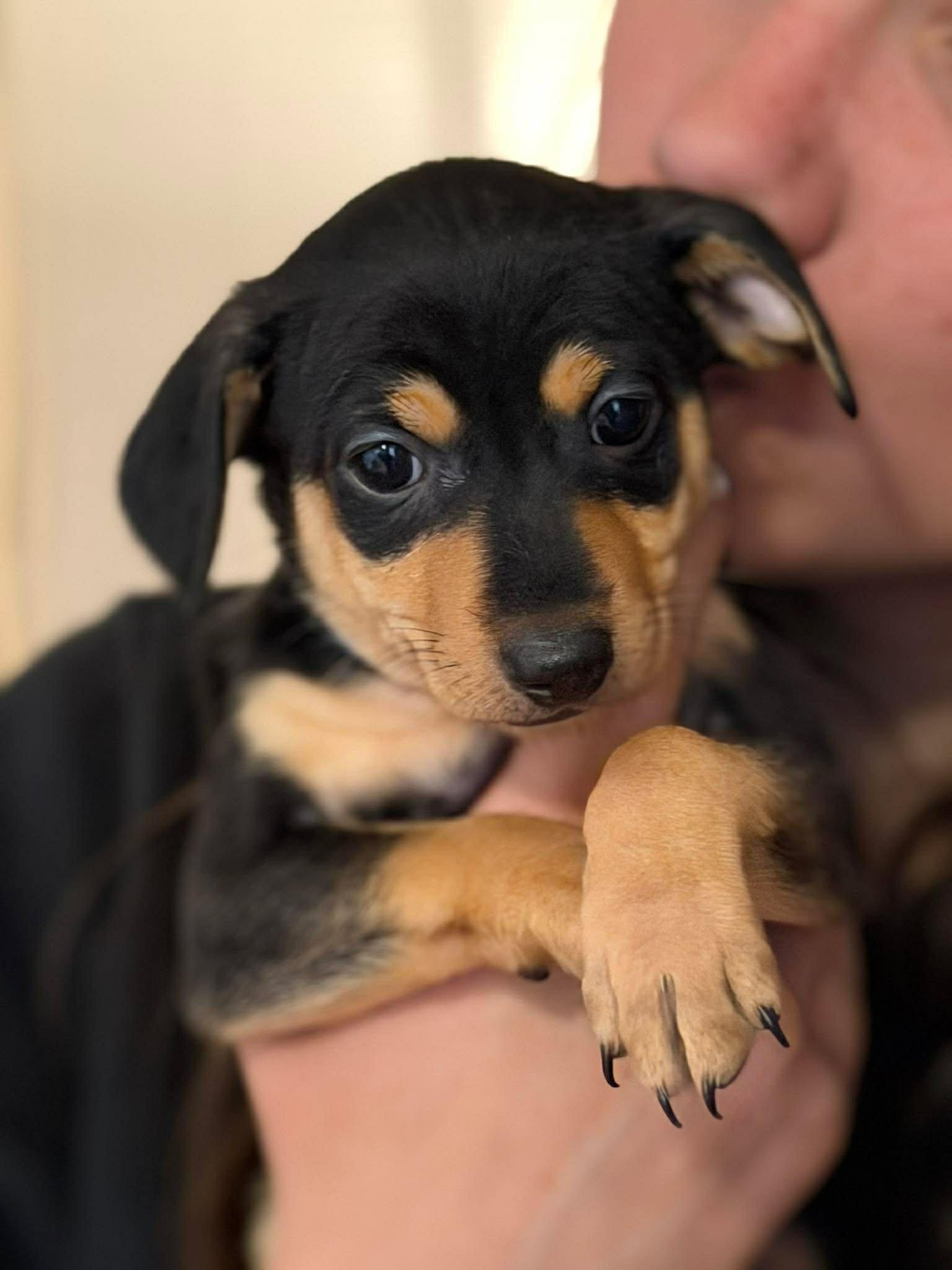 Enlarge Romeo , a Adoptable Chihuahua in Roseburg, OR image 5/5