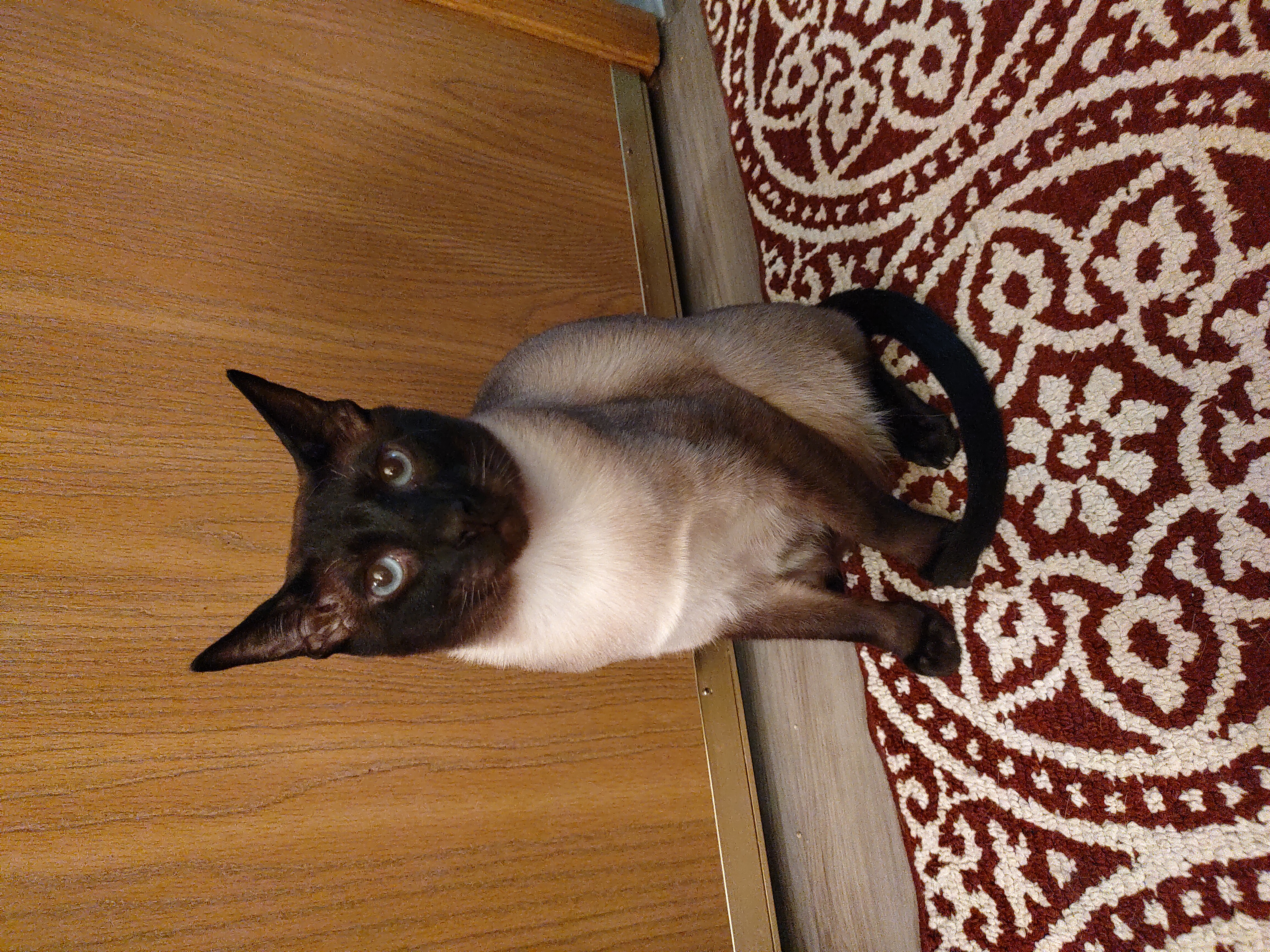 Charlie, Adoptable, Adult Male Tonkinese & Siamese.