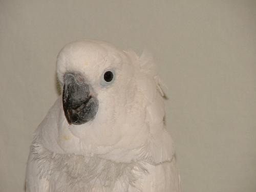 Ceasar