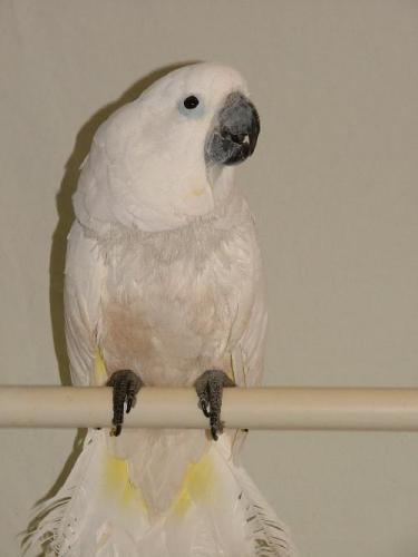 Ceasar photo 2