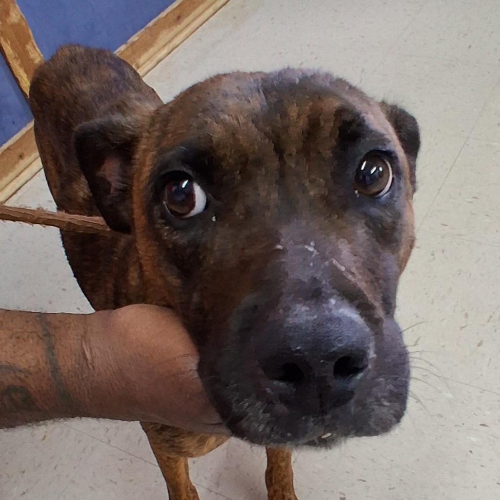 Enlarge Minnie, a Adoptable Mixed Breed in Sylvania, GA image 1/2