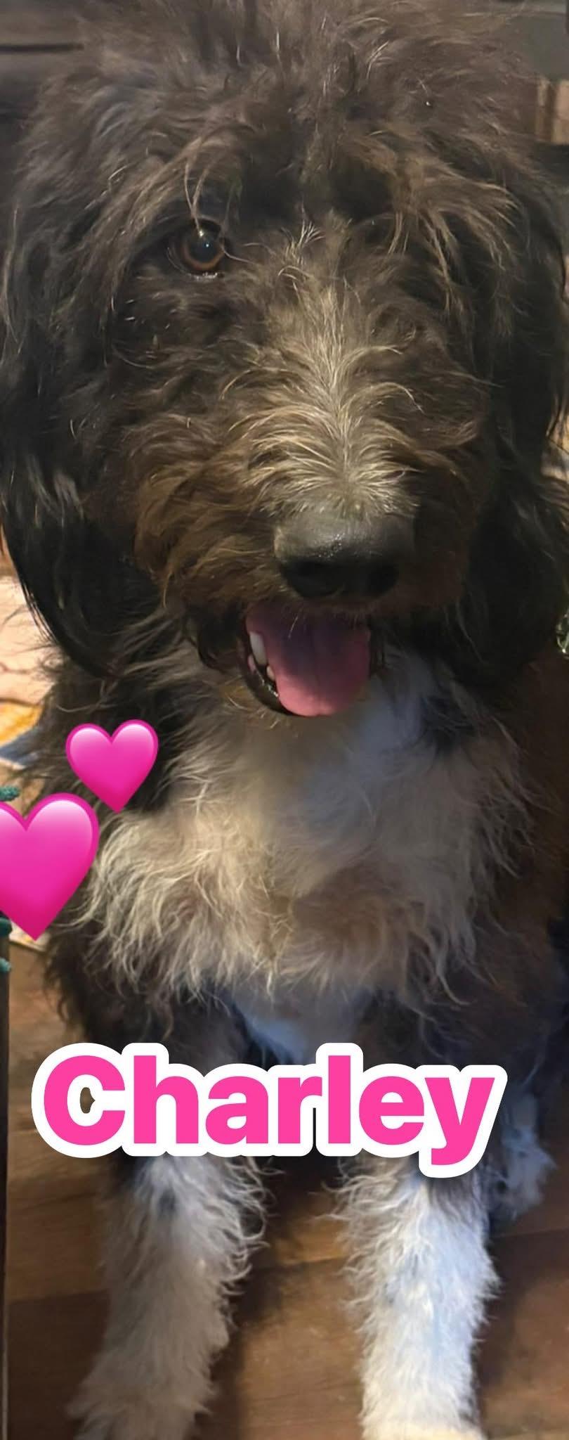 Charley, an adoptable Labradoodle in GLEN MILLS, PA, 19342 | Photo Image 1