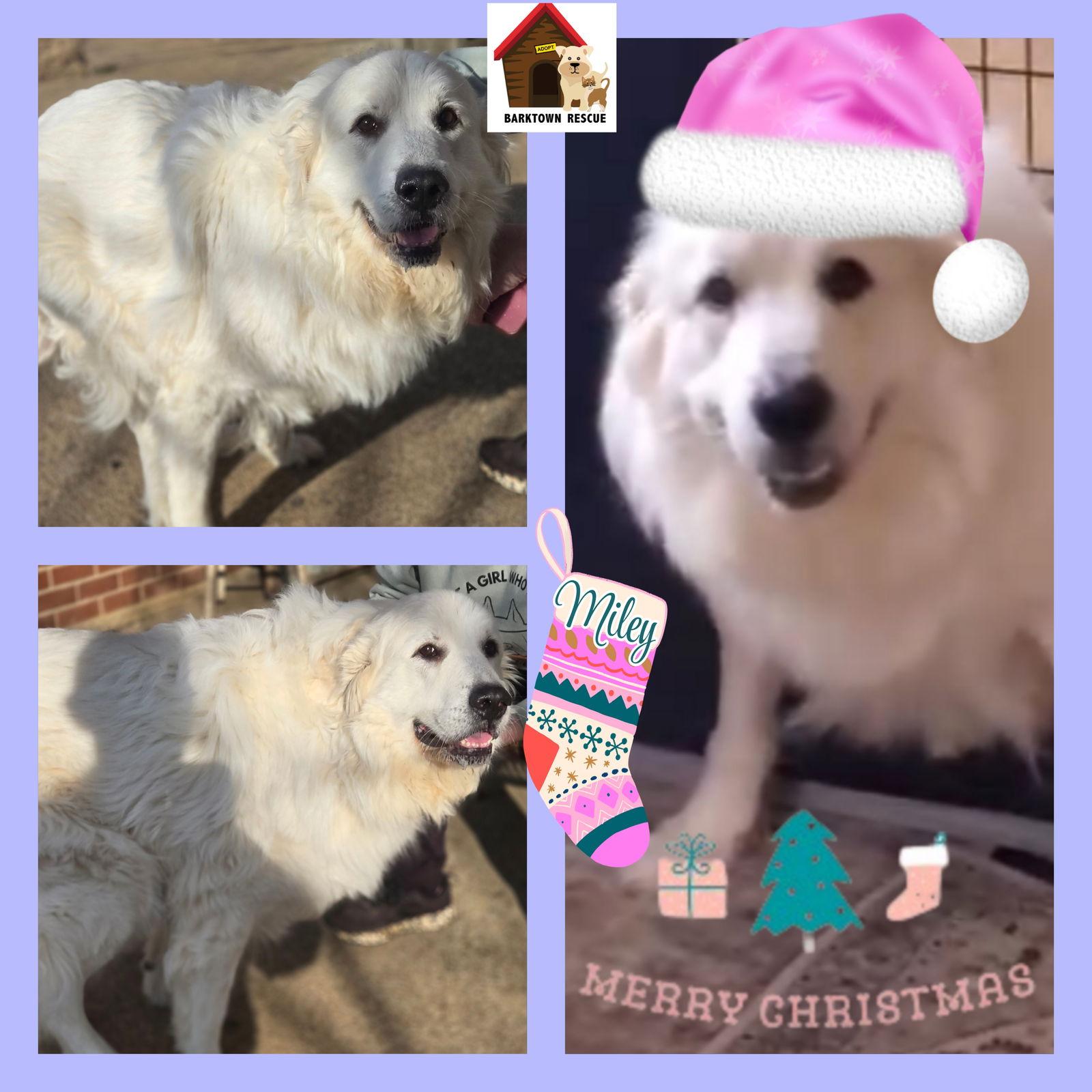 Miley, Adoptable, Adult Female Great Pyrenees.