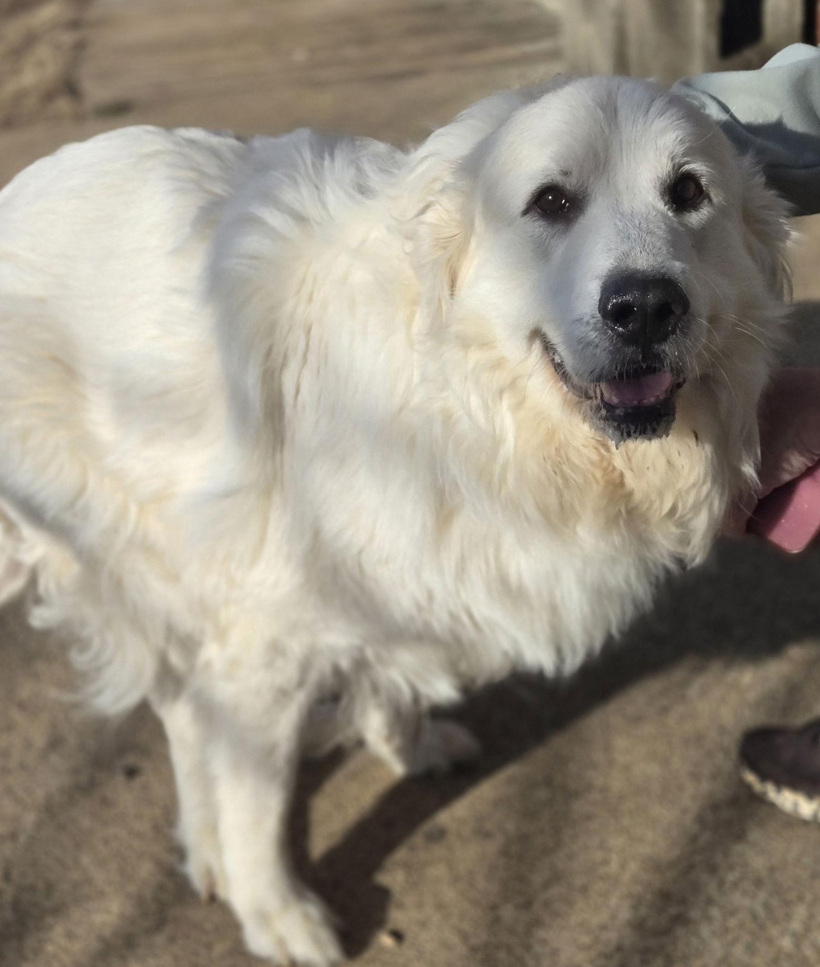 Miley, a Adoptable Great Pyrenees in Boston, KY image 2/2