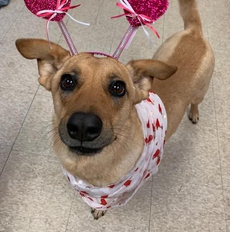 Honey, a Adoptable mixed breed in Fair Oaks Ranch, TX image 1/5