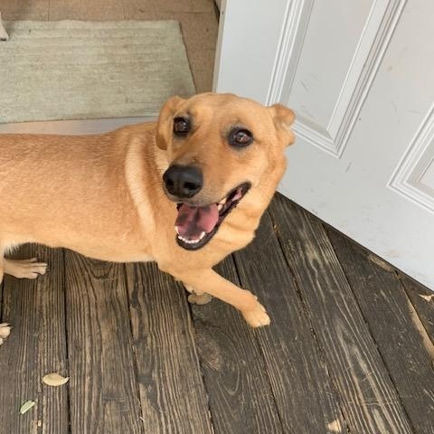 Honey, a Adoptable mixed breed in Fair Oaks Ranch, TX image 2/5