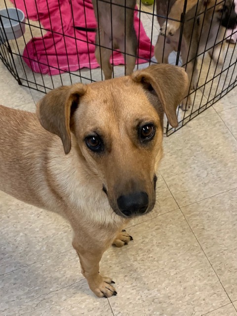 Honey, a Adoptable mixed breed in Fair Oaks Ranch, TX image 4/5