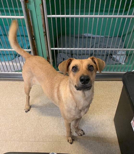 Honey, a Adoptable mixed breed in Fair Oaks Ranch, TX image 5/5