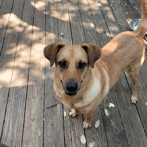 Honey, a Adoptable mixed breed in Fair Oaks Ranch, TX image 3/5