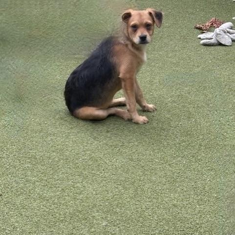 Chatham, an adoptable Terrier in cheyenne, WY, 82009 | Photo Image 5