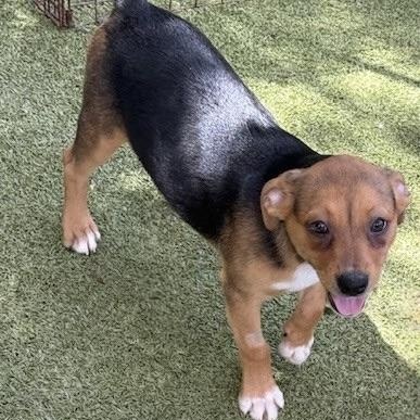 Chatham, an adoptable Terrier in cheyenne, WY, 82009 | Photo Image 4