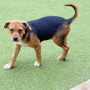Chatham, an adoptable Terrier in cheyenne, WY, 82009 | Photo Image 2