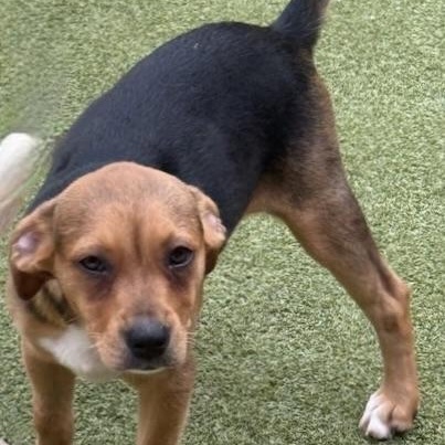 Chatham, an adoptable Terrier in cheyenne, WY, 82009 | Photo Image 3