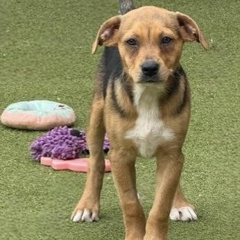 Chatham, an adoptable Terrier in cheyenne, WY, 82009 | Photo Image 5