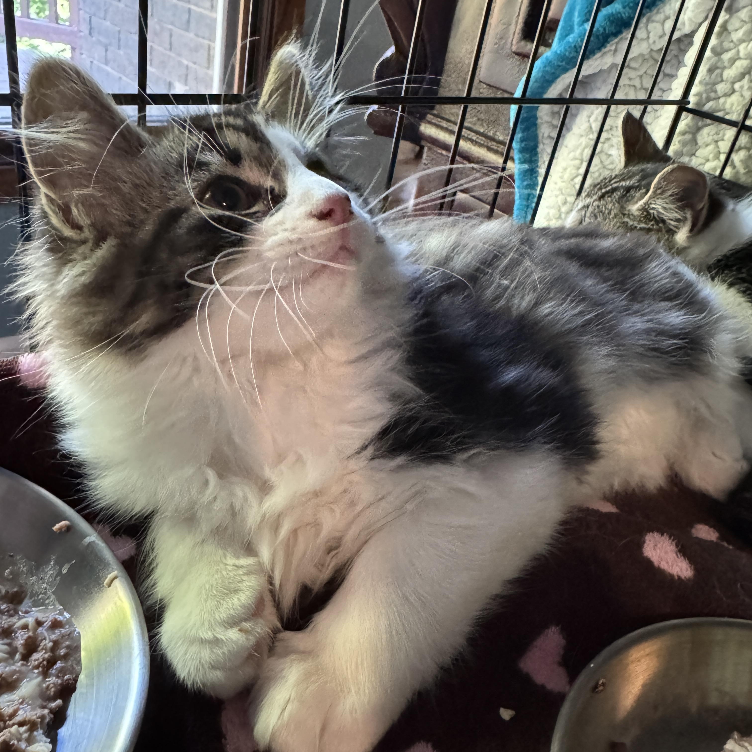 Enlarge Chester, a Adopted mixed breed in Wadsworth, OH image 1/4