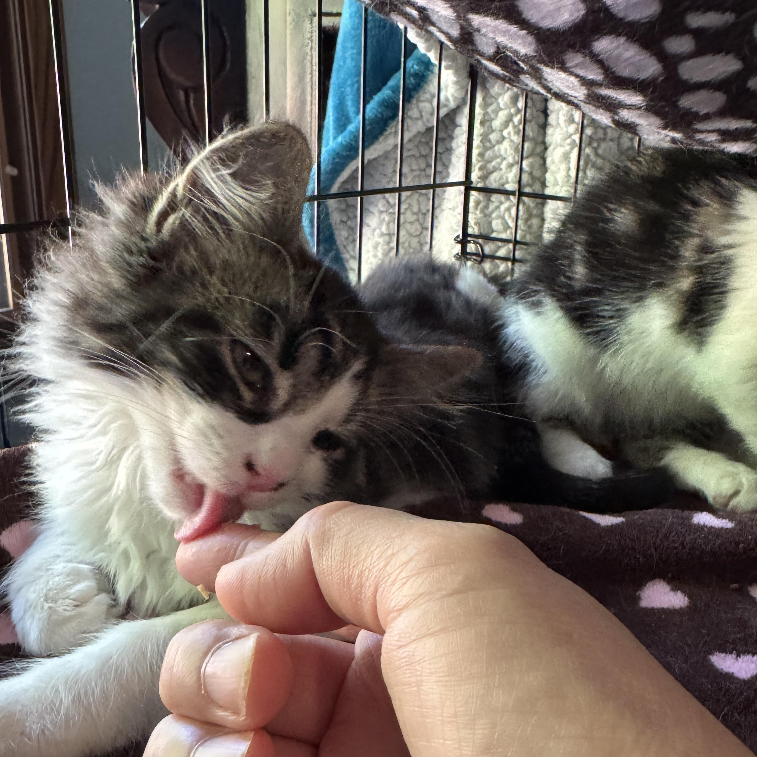 Enlarge Chester, a Adopted mixed breed in Wadsworth, OH image 2/4