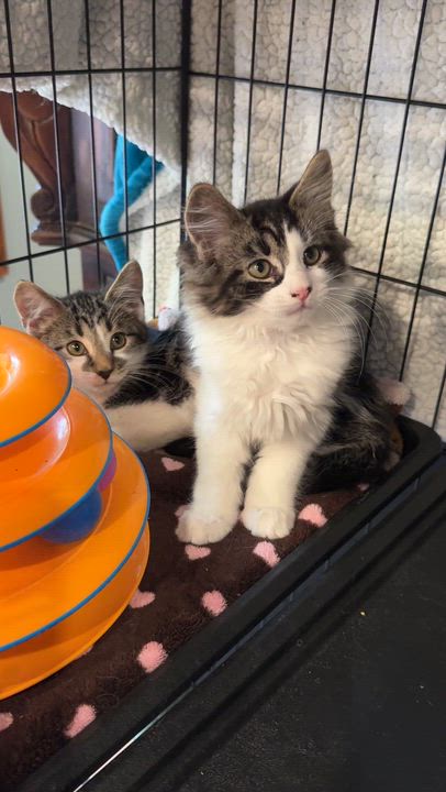 Enlarge Chester, a Adopted mixed breed in Wadsworth, OH video 3/4