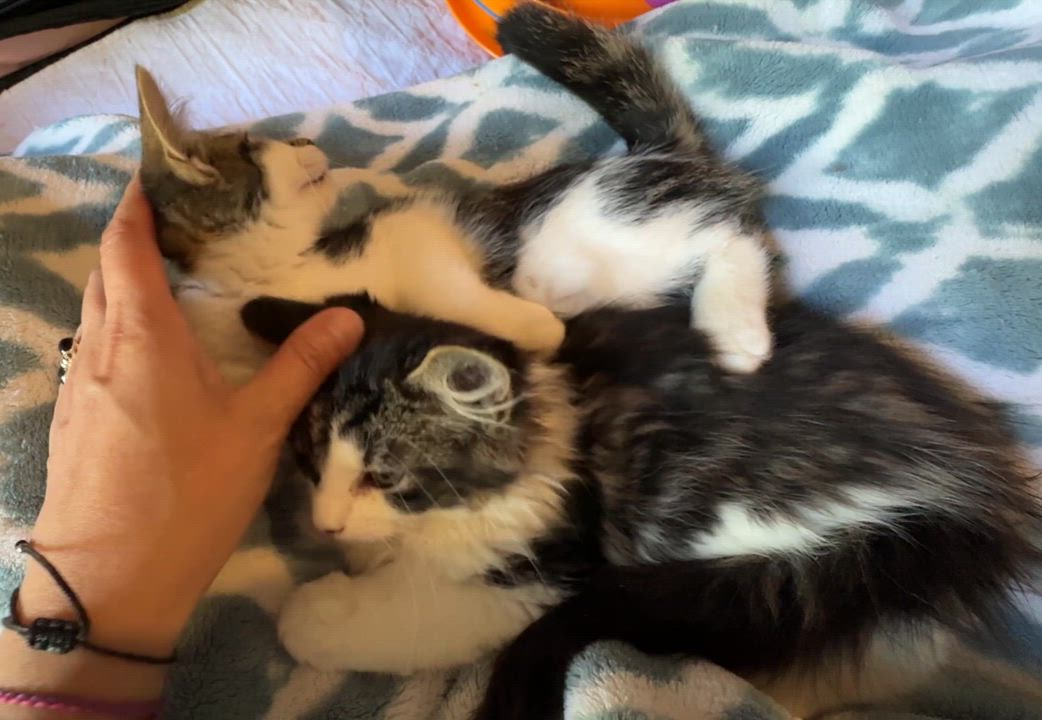 Enlarge Chester, a Adopted mixed breed in Wadsworth, OH video 4/4