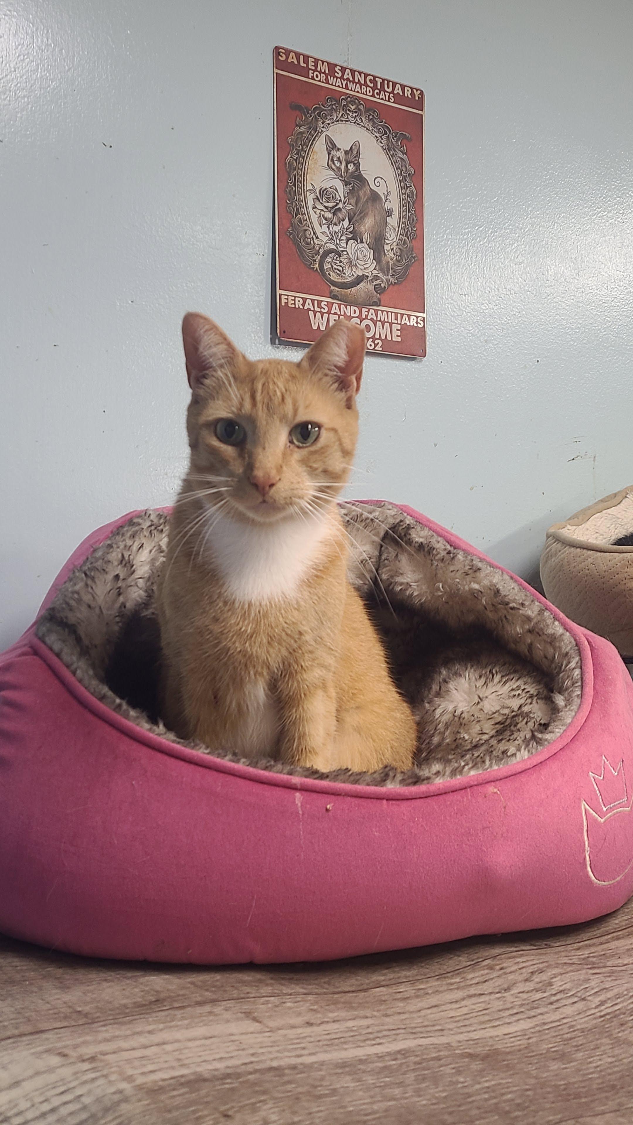 Kenny, ADOPTABLE, Adult Male Domestic Short Hair.