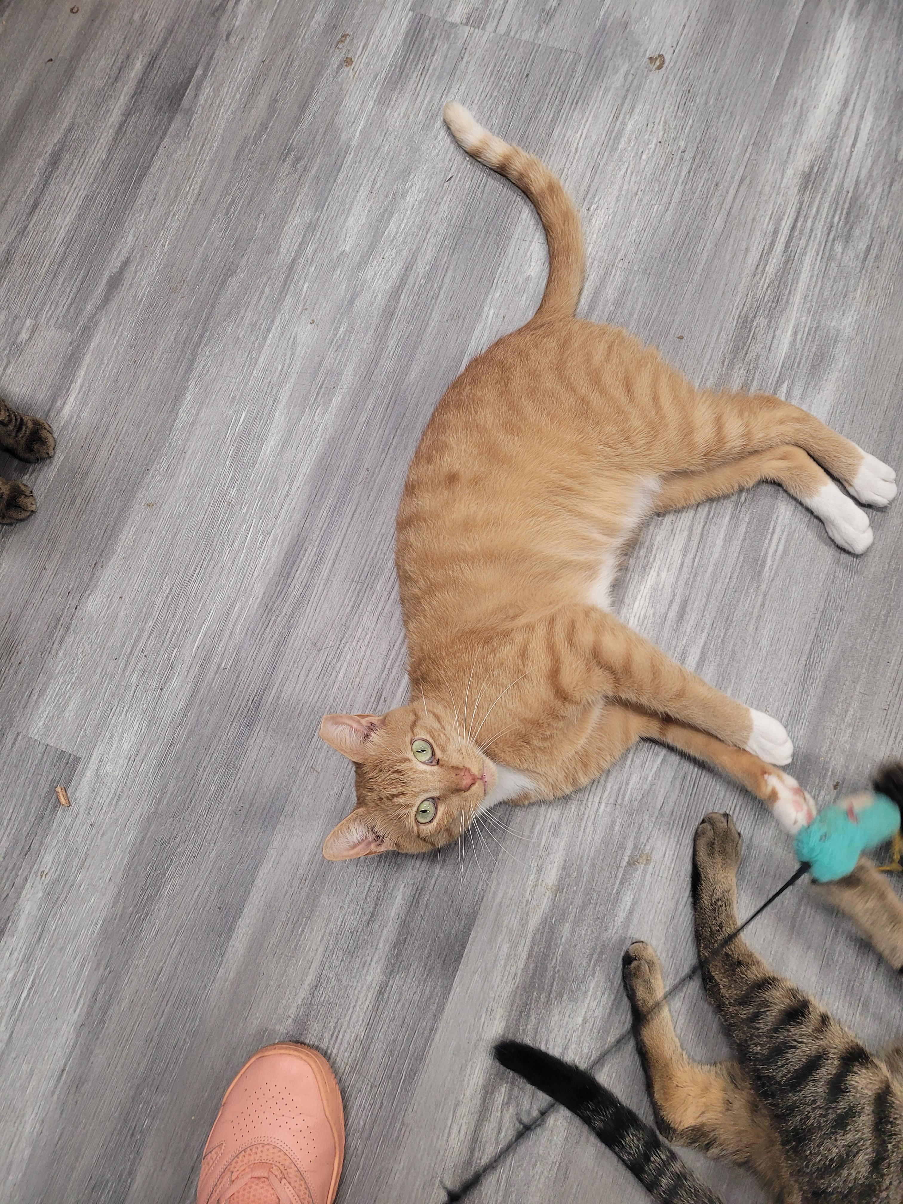 Kenny, a ADOPTABLE Domestic Short Hair in Norfolk, VA image 6/6
