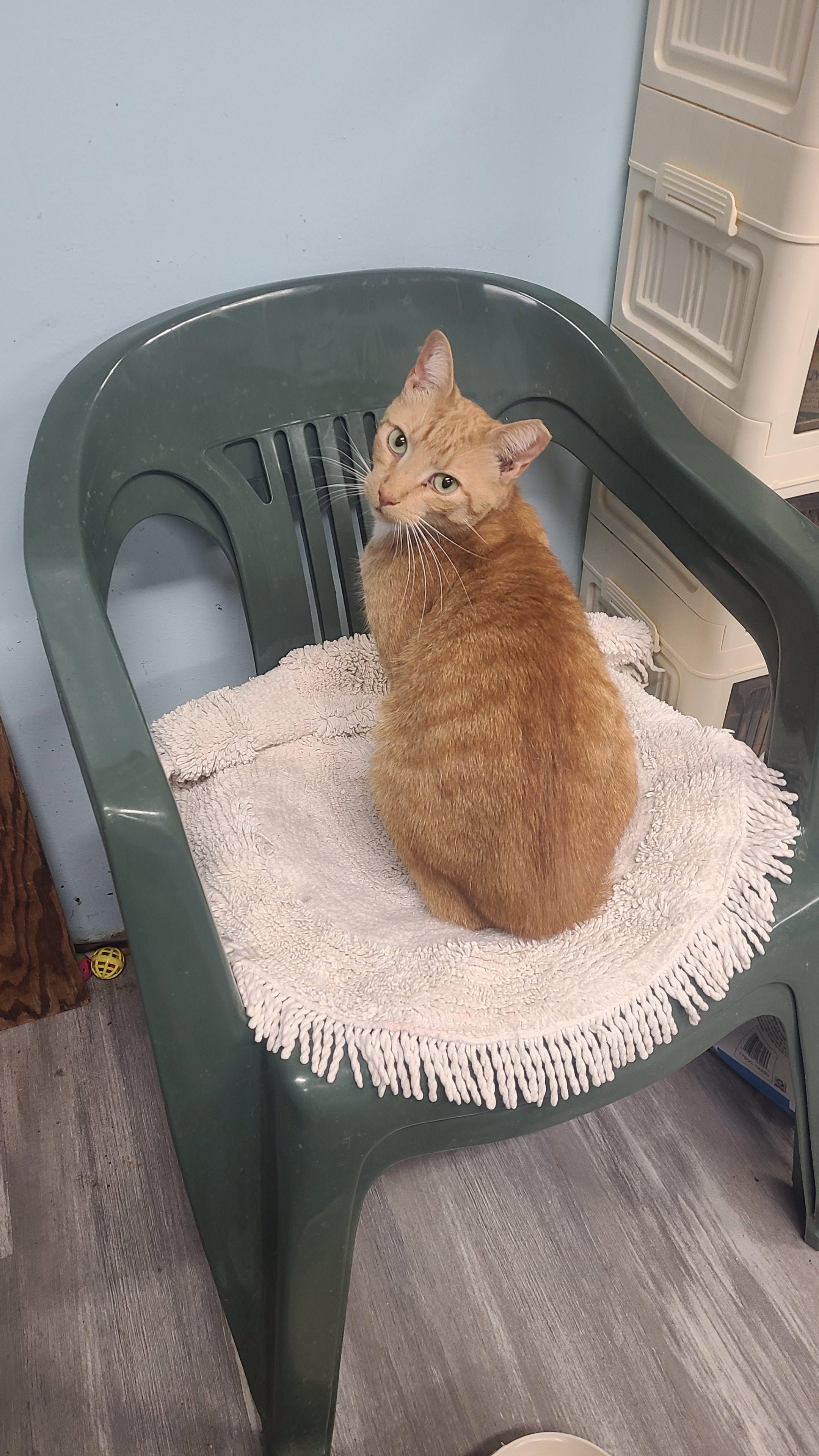 Kenny, a ADOPTABLE Domestic Short Hair in Norfolk, VA image 5/6