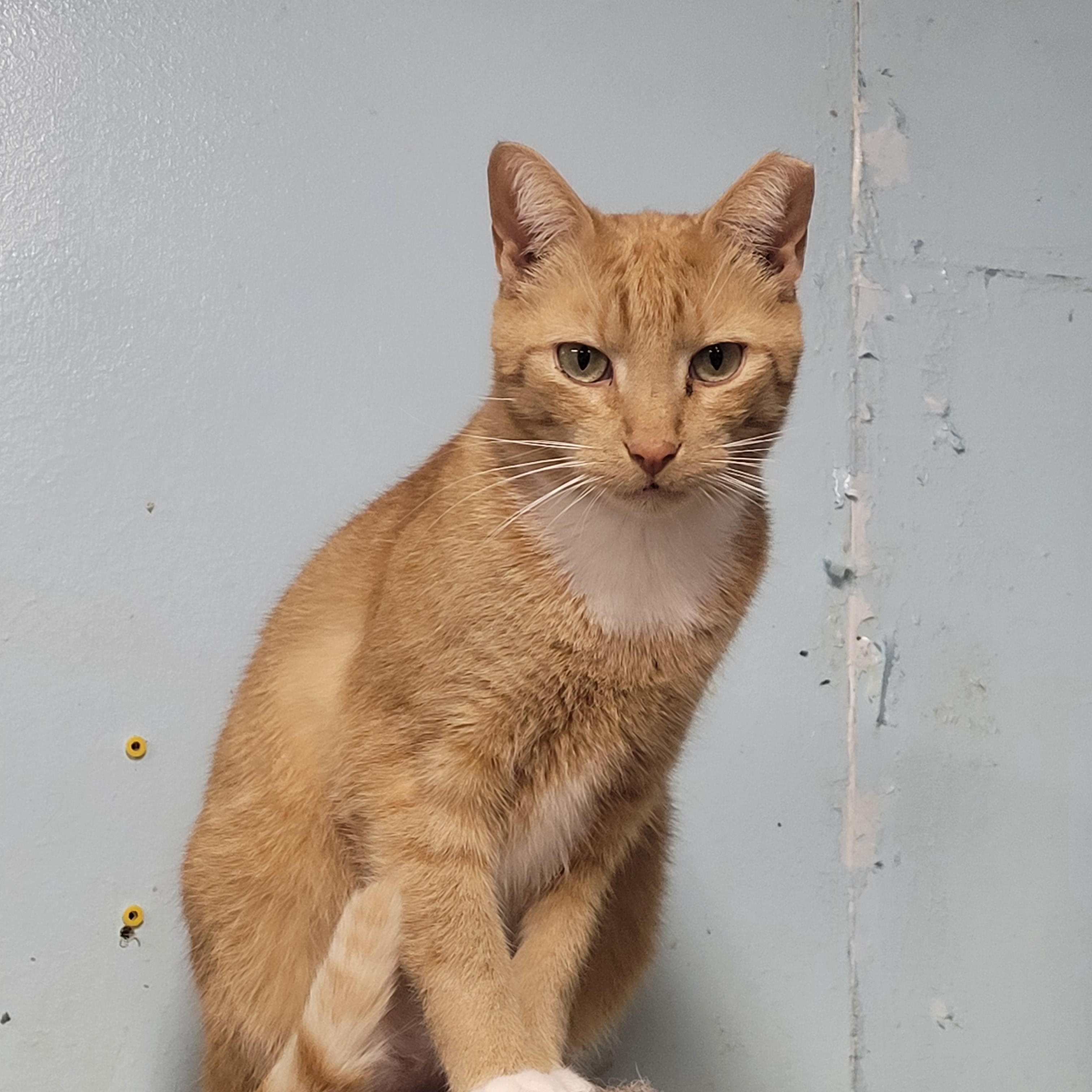 Kenny, a ADOPTABLE Domestic Short Hair in Norfolk, VA image 2/6
