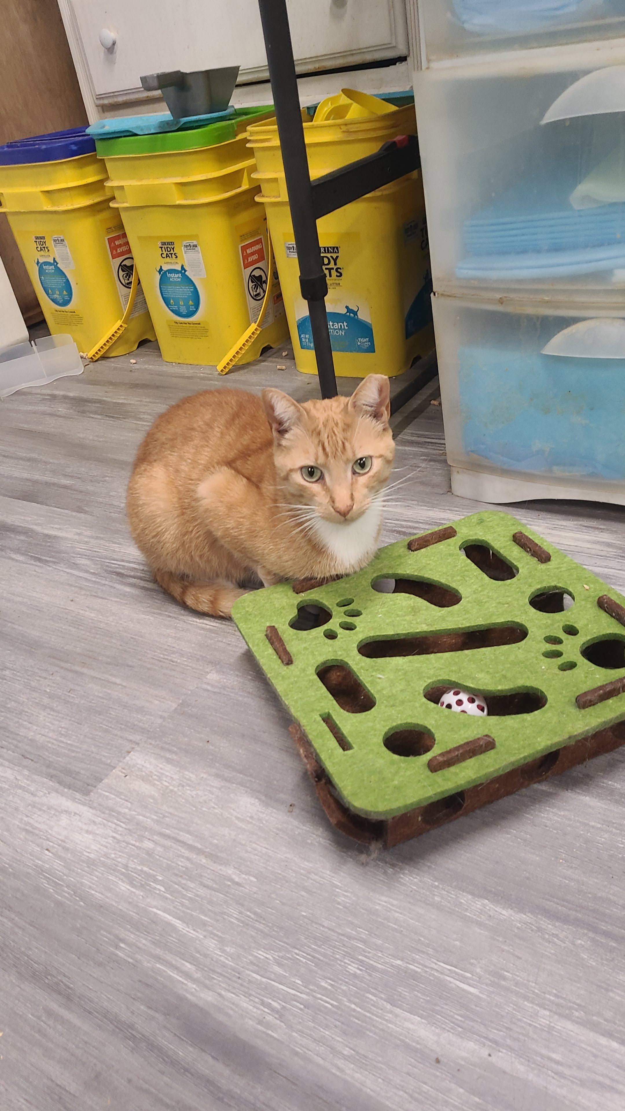 Kenny, a ADOPTABLE Domestic Short Hair in Norfolk, VA image 4/6