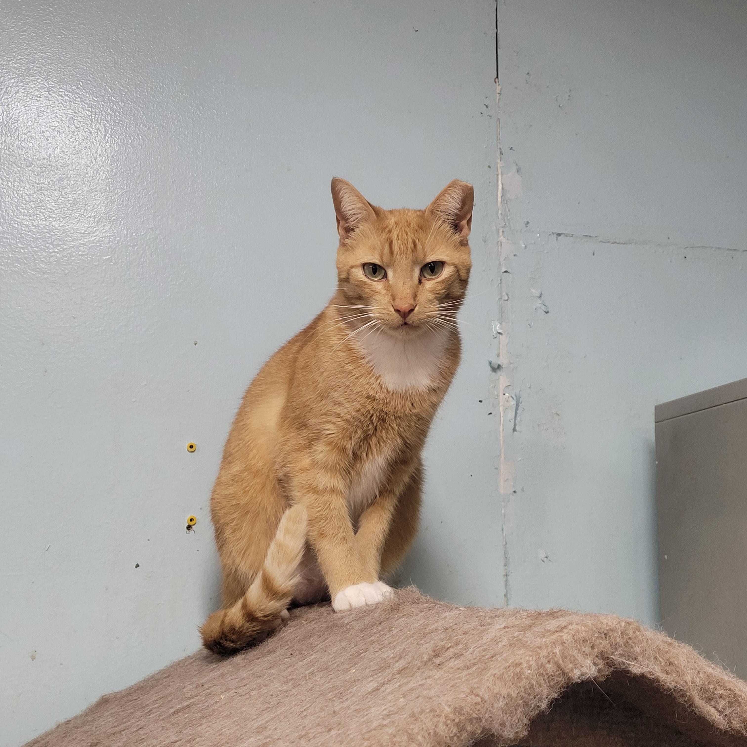 Kenny, a ADOPTABLE Domestic Short Hair in Norfolk, VA image 3/6