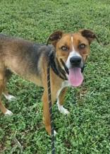 Enlarge Rambo, a Adoptable mixed breed in La Grange, TX image 1/1