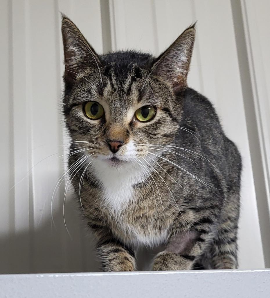 Enlarge Maggie, a Adoptable mixed breed in Medford, WI image 1/1