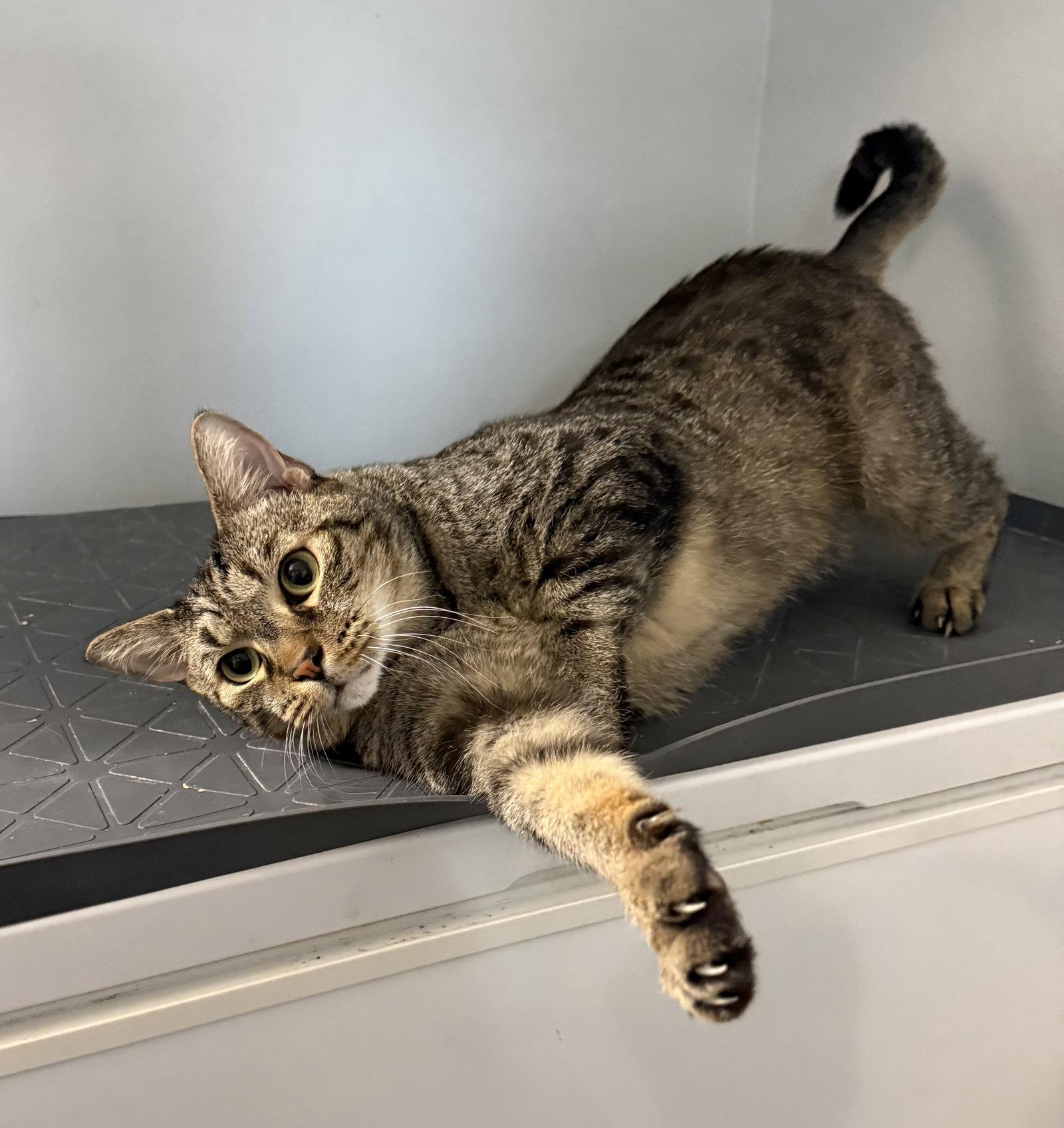 Mr. Whiskers 5.1.21, Adoptable, Adult Male Domestic Short Hair.