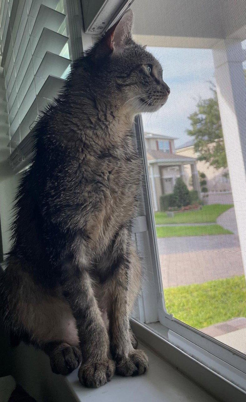 Mr. Whiskers 5.1.21, a Adoptable Domestic Short Hair in Apopka, FL image 2/3