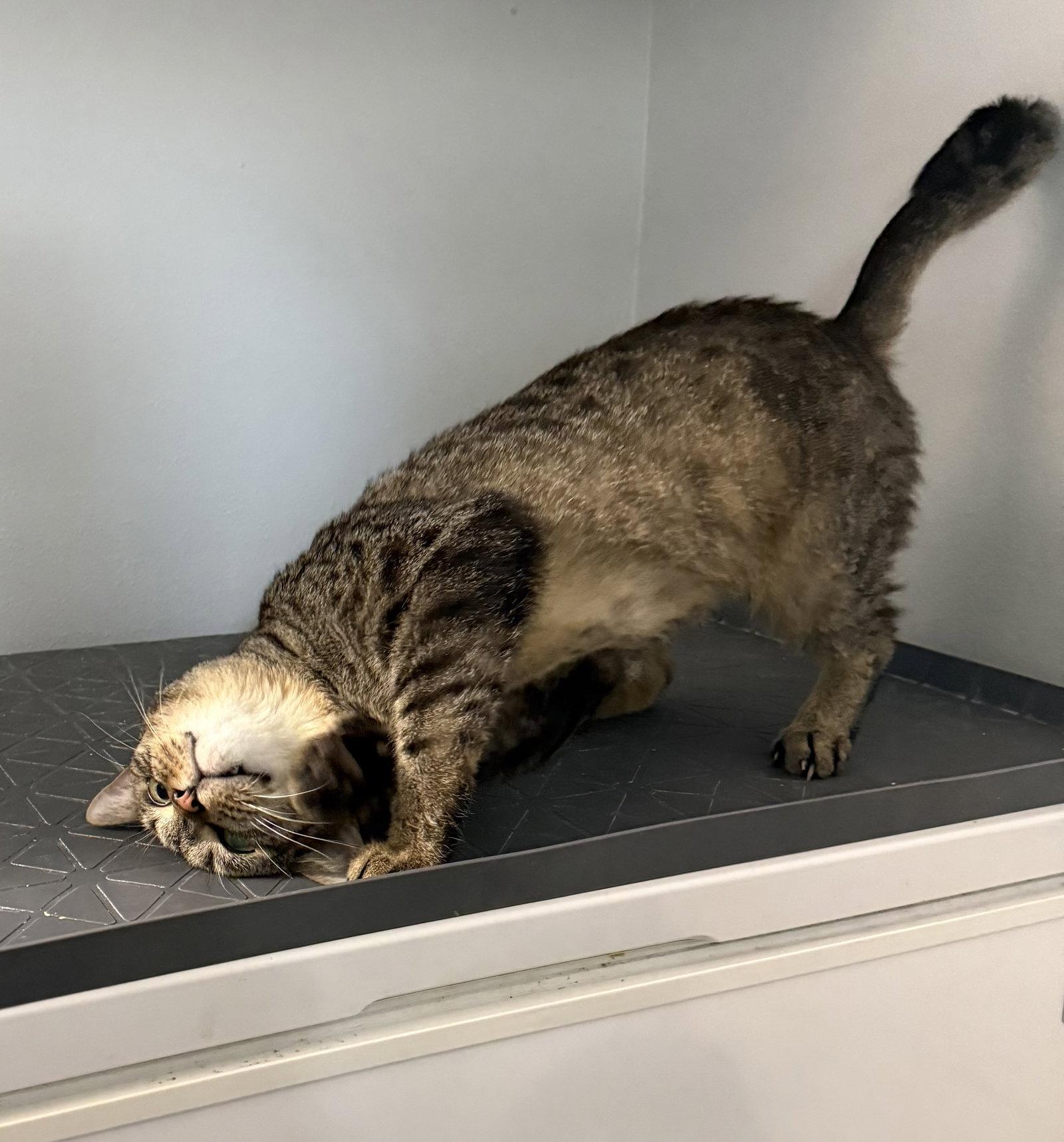 Mr. Whiskers 5.1.21, a Adoptable Domestic Short Hair in Apopka, FL image 3/3