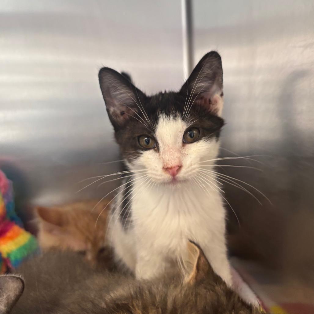 Crayon, Adoptable, Kitten Female Domestic Short Hair.